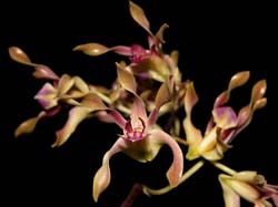 dendrobium_canaliculatum3_cd