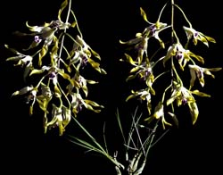 dendrobium_canaliculatum_cd