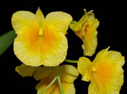 dendrobium_capillipes_ws_cd