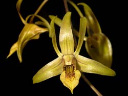 dendrobium_capra2_cd