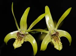 dendrobium_capra_ws_cd