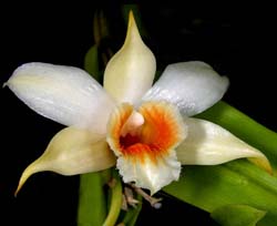 dendrobium_cariniferum2_cd