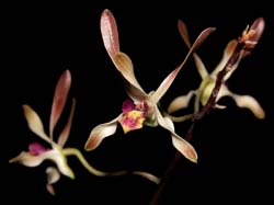 dendrobium_carronii2_cd