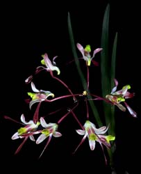 dendrobium_carronii_cd