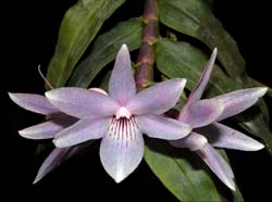 dendrobium_ceraula_gonzalesii_cd