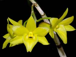 dendrobium_cerinum_ws_cd