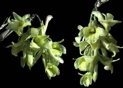 dendrobium_chryseum_cd