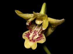 dendrobium_closterium_ws_cd