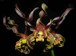 dendrobium_cochliodes_ws_cd