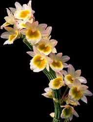 dendrobium_crepidatum_cd