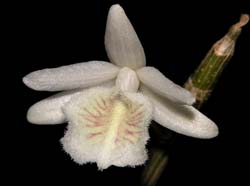 dendrobium_cretaceum_cd