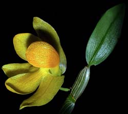 dendrobium_crisocrepis_cd