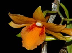 dendrobium_crocatum_ws_cd