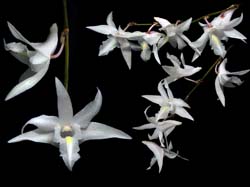 dendrobium_crumenatum_cd