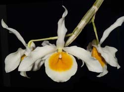 dendrobium_crystallinum_album2_ws_cd