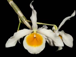 dendrobium_crystallinum_album_ws_cd