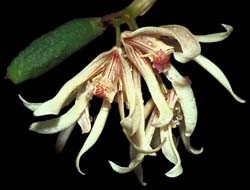 dendrobium_cucumerinum2_cd