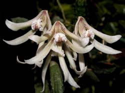 dendrobium_cucumerinum_ws_cd