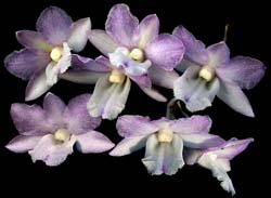 dendrobium_cumulatum_cd