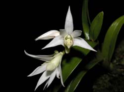 dendrobium_cuspidatum_ws_cd