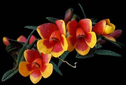 dendrobium_cuthbertsonii_bicolor2_cd