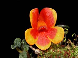 dendrobium_cuthbertsonii_bicolor3_cd