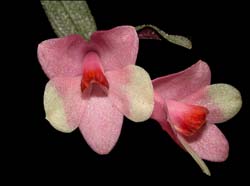 dendrobium_cuthbertsonii_bicolor4_cd