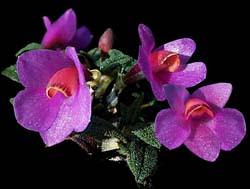 dendrobium_cuthbertsonii_blue1_cd