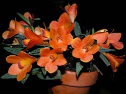 dendrobium_cuthbertsonii_orange_cd