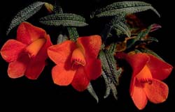 dendrobium_cuthbertsonii_red_cd