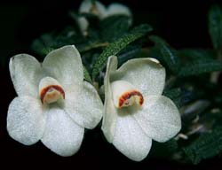 dendrobium_cuthbertsonii_weiss_cd