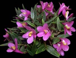 dendrobium_cuthbertsoniixvictoriae_cd