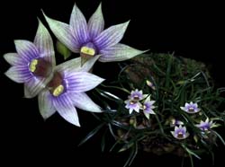 dendrobium_cyanocentrum_cd