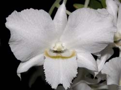 dendrobium_dearei_ws_cd