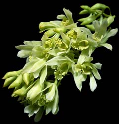 dendrobium_delacourii_album_cd