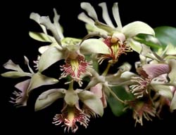 dendrobium_delacourii_cd