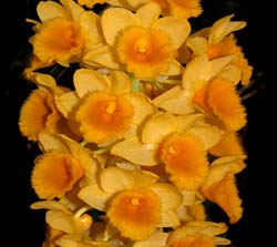 dendrobium_densiflorum2_cd