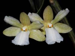 dendrobium_derryi_ip_cd