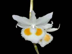 dendrobium_devonianum_album_cd