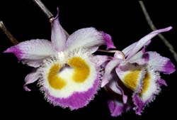 dendrobium_devonianum_blüte_cd