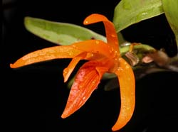 dendrobium_dickasonii_ws_cd