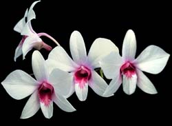 dendrobium_dicuphum_cd