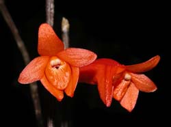 dendrobium_dillonianum_ws_cd