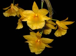 dendrobium_dixanthum3_cd