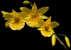 dendrobium_dixanthum_cd