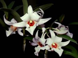 dendrobium_draconis2_cd