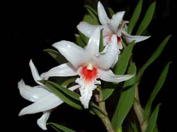 dendrobium_draconis4_cd