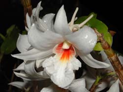 dendrobium_draconis5_cd