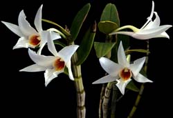 dendrobium_draconis_cd