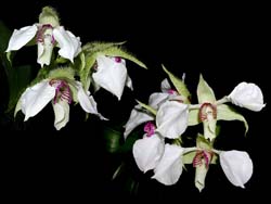 dendrobium_eximium_cd